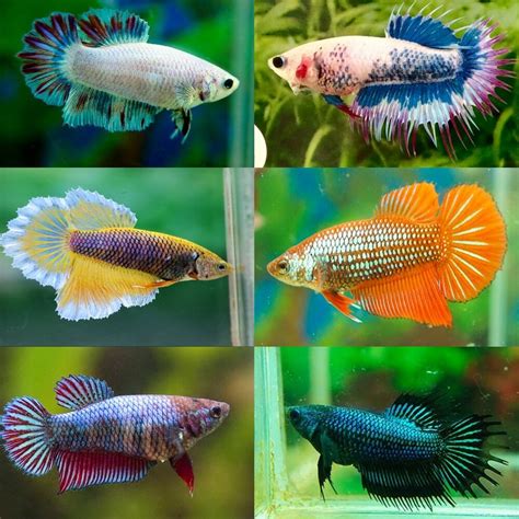 betta fish for sale australia|Fighting Fish (Bettas).